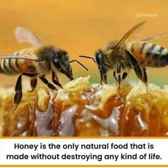 🆕J. Crew Oval Jem Earrings - Picture 9 of 13